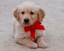 Small Photo #8 Golden Retriever Puppy For Sale in NEW PITTSBURGH, OH, USA
