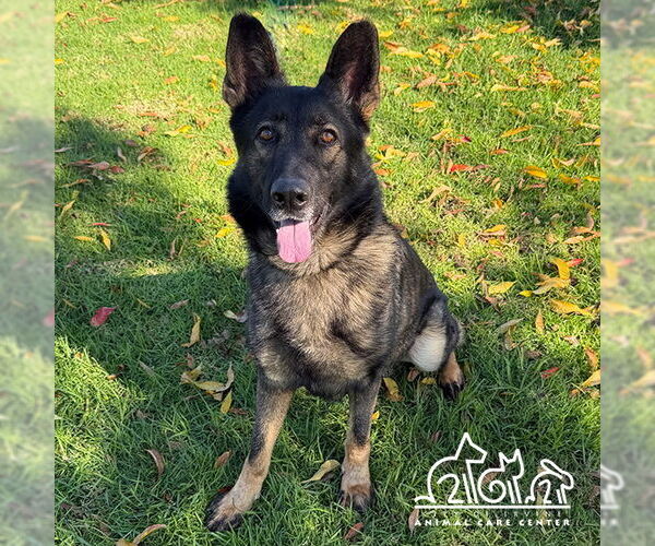 Medium Photo #2 German Shepherd Dog Puppy For Sale in Irvine, CA, USA