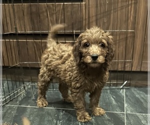Goldendoodle (Miniature) Puppy for sale in CHULA VISTA, CA, USA