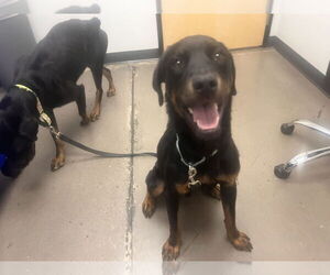 Rottweiler Dogs for adoption in Gilbert, AZ, USA