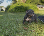 Puppy Dutchess Amelia Bulldog