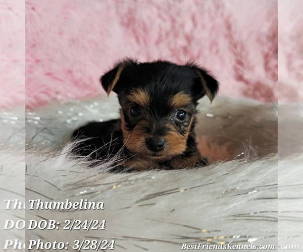 Medium Photo #1 Yorkshire Terrier Puppy For Sale in TEMPE, AZ, USA