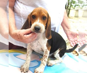 Beagle Puppy for sale in RATTAN, OK, USA