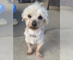 Small #3 Maltese Mix