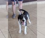 Small #3 Mutt