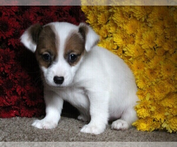 Medium Photo #1 Jack Russell Terrier Puppy For Sale in FREDERICKSBURG, OH, USA