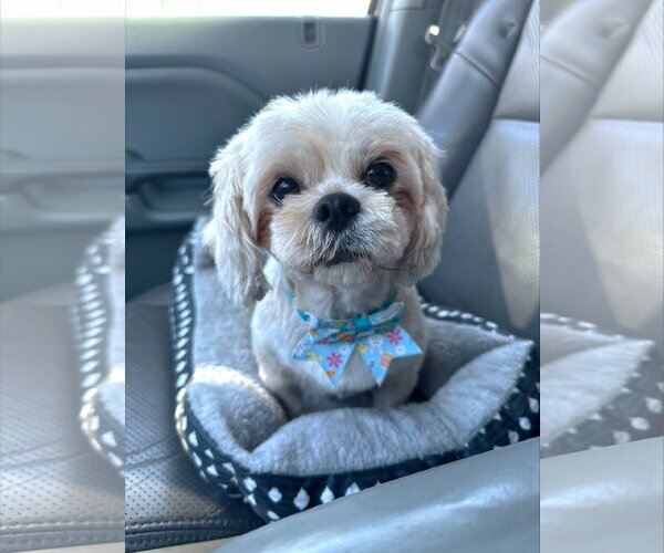 Medium Photo #1 Shih Tzu Puppy For Sale in St. Louis Park, MN, USA