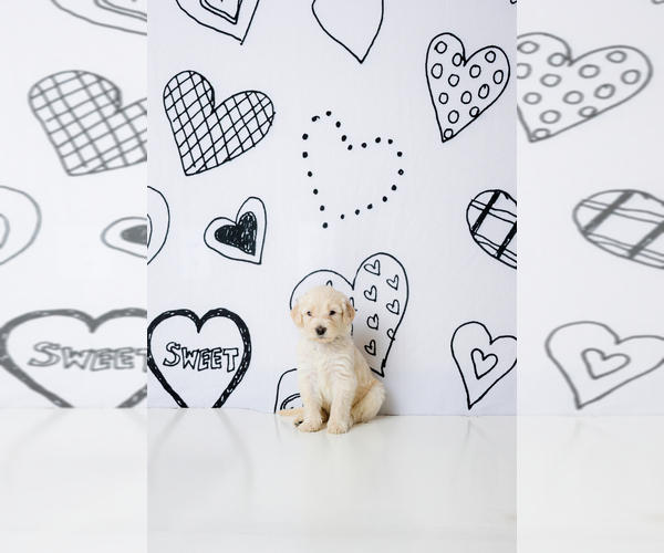 Medium Photo #6 Goldendoodle-Sheepadoodle Mix Puppy For Sale in FERNLEY, NV, USA