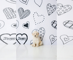 Small #5 Goldendoodle-Sheepadoodle Mix
