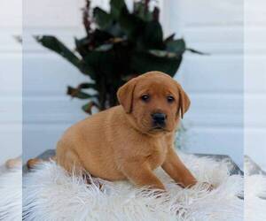 Labrador Retriever Puppy for sale in COATESVILLE, PA, USA
