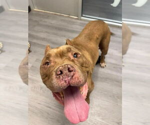 American Pit Bull Terrier-Unknown Mix Dogs for adoption in Evansville, IN, USA