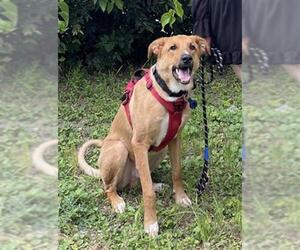 Labrador Retriever-Unknown Mix Dogs for adoption in San Antonio, TX, USA