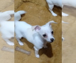 Puppy 2 Chihuahua-YorkiePoo Mix