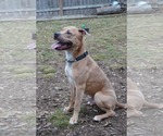 Small #7 American Pit Bull Terrier Mix