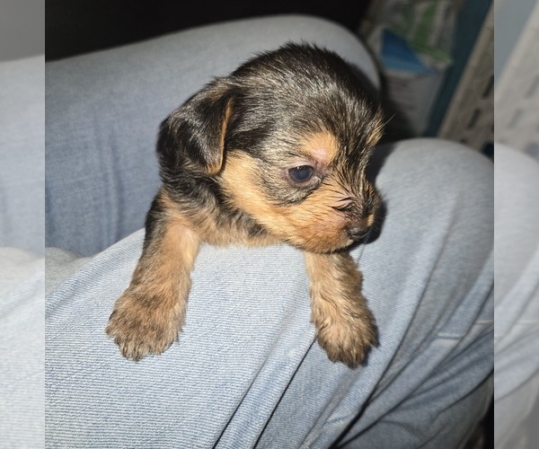 Medium Photo #1 Yorkshire Terrier Puppy For Sale in FAYETTEVILLE, NC, USA
