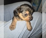Small Yorkshire Terrier