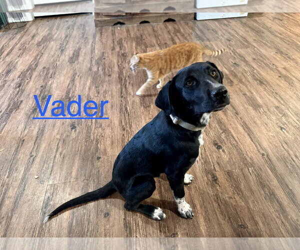 Medium Photo #4 Labrador Retriever-Unknown Mix Puppy For Sale in Wakefield, RI, USA