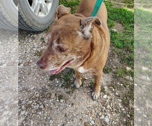 Medium Photo #6 Mutt Puppy For Sale in Foristell, MO, USA