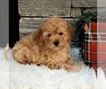 Small #3 Poodle (Miniature)