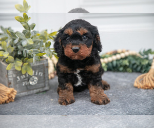 Medium Cavapoo
