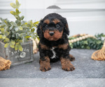 Puppy Finn Cavapoo