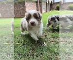 Small Photo #5 Australian Shepherd Puppy For Sale in ATLANTA, GA, USA