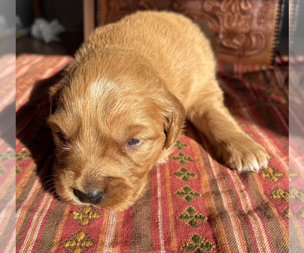Medium Photo #1 Golden Retriever Puppy For Sale in MEAD, OK, USA