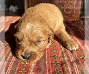 Medium Golden Retriever