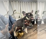 Small #3 French Bulldog