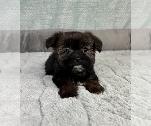 Medium Photo #2 Shorkie Tzu Puppy For Sale in FRANKLIN, IN, USA