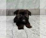 Small #1 Shorkie Tzu