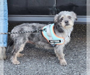 Mutt Dogs for adoption in Walnutport, PA, USA