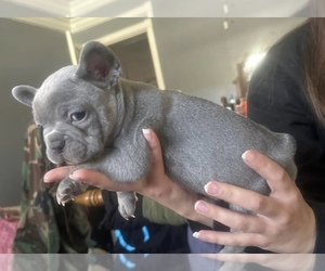 French Bulldog Puppy for sale in CHALMETTE, LA, USA