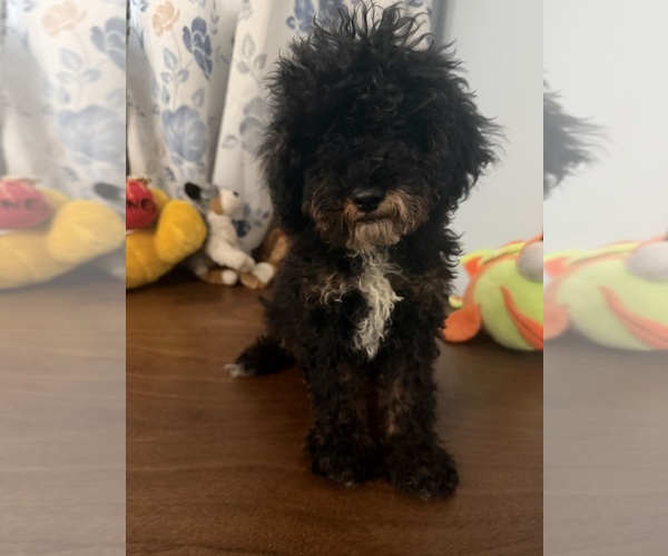 Medium Photo #38 Havapoo Puppy For Sale in DURHAM, CT, USA
