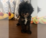 Havapoo puppies - Male Havapoo Puppy for Sale - Photo #38