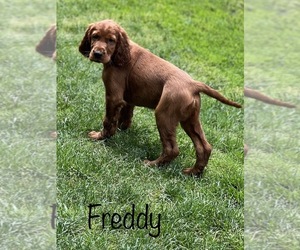 Irish Setter Dog for Adoption in SHEDD, Oregon USA