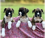 Small Photo #2 Boxer Puppy For Sale in ELDON, MO, USA