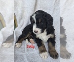 Puppy Jolly Rancher Bernedoodle