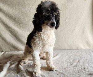 Father of the Cavapoo-Poodle (Miniature) Mix puppies born on 10/15/2025