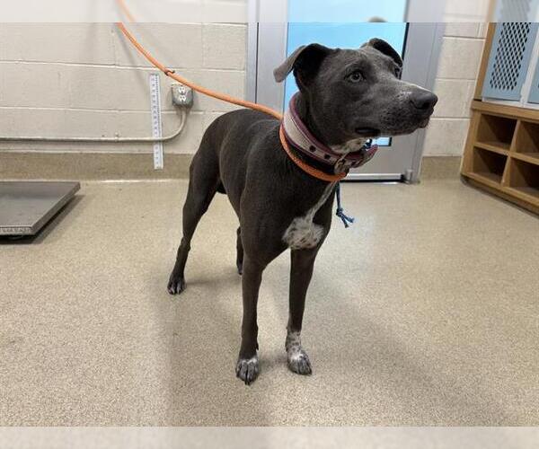 Medium Photo #1 Greyhound-Whippet Mix Puppy For Sale in Grand Prairie, TX, USA