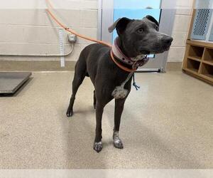 Greyhound-Whippet Mix Dogs for adoption in Grand Prairie, TX, USA