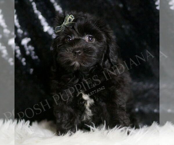 Medium Photo #138 YorkiePoo Puppy For Sale in WARSAW, IN, USA