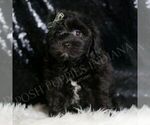 Small Photo #138 YorkiePoo Puppy For Sale in WARSAW, IN, USA