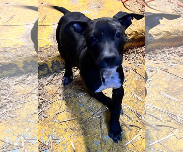 Medium Photo #3 Staffordshire Bull Terrier-Unknown Mix Puppy For Sale in Tracy City, TN, USA