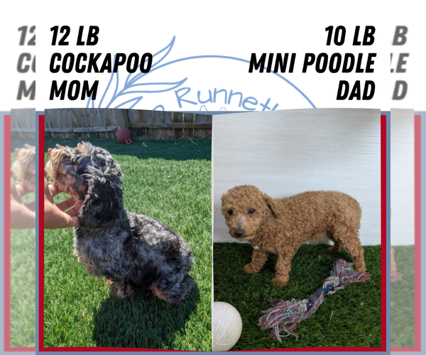 Medium Photo #12 Cock-A-Poo Puppy For Sale in GOSHEN, IN, USA