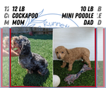 Small #11 Cock-A-Poo