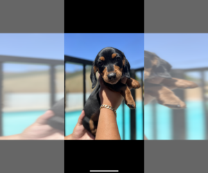 Dachshund Puppy for sale in SOUTH GATE, CA, USA