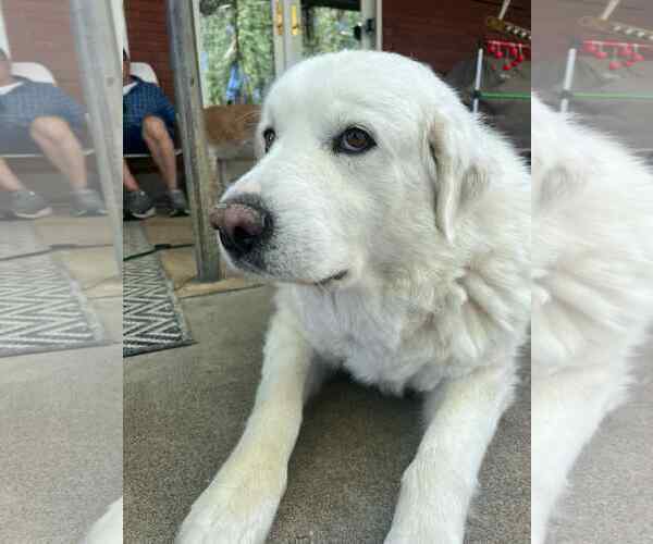 Medium Photo #3 Great Pyrenees Puppy For Sale in Bountiful, UT, USA