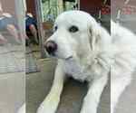 Small #2 Great Pyrenees