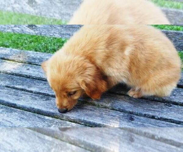 Medium Photo #14 Golden Retriever Puppy For Sale in LEON, KS, USA